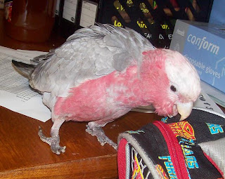 Coco on the lunchroom table, chewing at my bag!