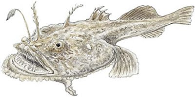 Fish Identification: Goosefish