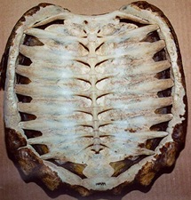 tortoise-shell-1