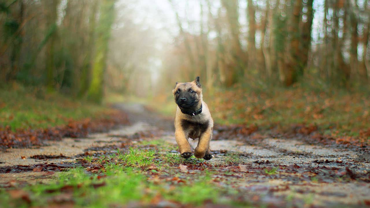 Berger malinois