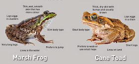 Frogs/Toads