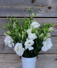 white lisianthus