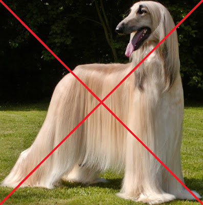 دار الإفتاء  تحريم إقتناء الكلاب في الإسلام إلا لثلاثة أسباب Prohibition possession of dogs in islam unless three reasons 