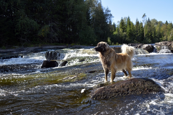 leonberger