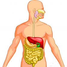 Sistem Pencernaan  Makanan Pelajaran Biologi SMP MTs 