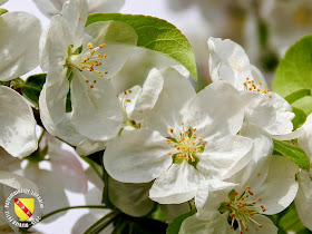 VILLERS-LES-NANCY (54) : Le jardin botanique du Montet-Pommier à fleurs