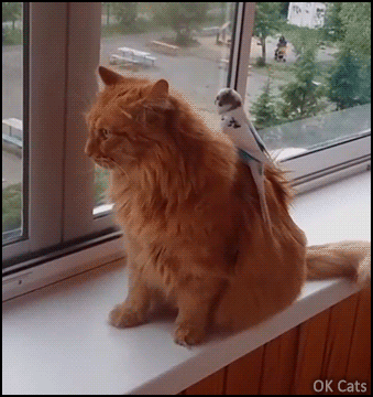 Funny Cat GIF • This budgie is terribly STUBBORN but kitty is very very tolerant and patient! [ok-cats.com]