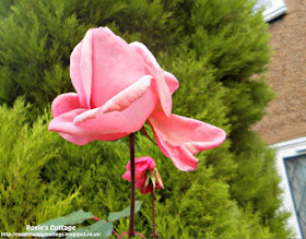 Falling rose petals 