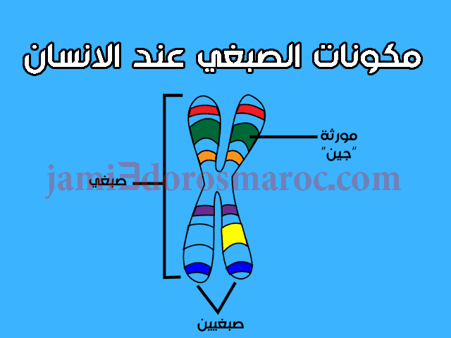 مكونات الصبغي عند الانسان