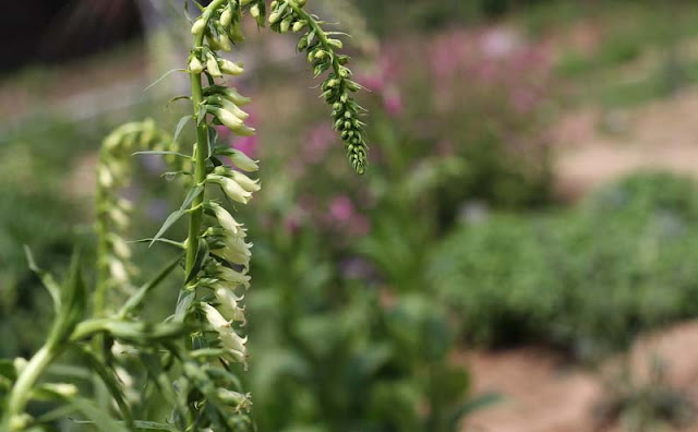 Digitalis Lutea Flowers Pictures