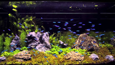 Ikan Neon Aquascape