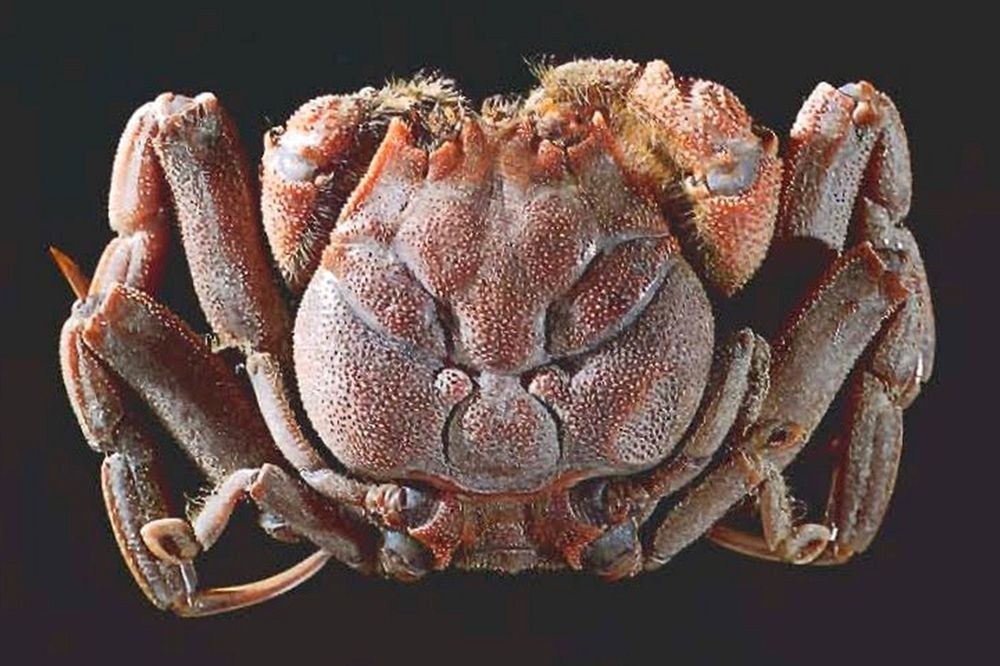 Heikegani: The Crab With A Human Face | Amusing Planet