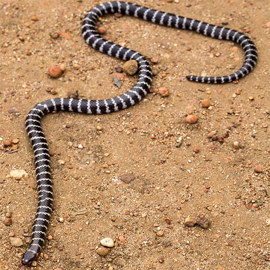 Nova espécie de cobra venenosa é descoberta - Img 1