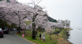 海津大崎の桜