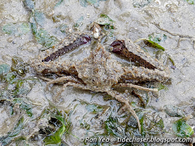 Elbow Crabs (Family Parthenopidae)