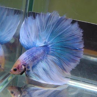 Betta Fish Care on Href Http   Mybettafish Net Betta Fish Eyes Bulging  Feeding Your