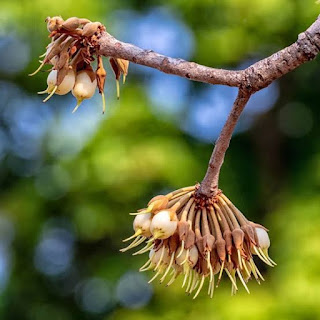 Mahua, mahua full, महुआ, महुआ फूल,