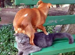 funny animal sex - gambar hewan yang sedang berhubungan seks - munsypedia.blogspot.com