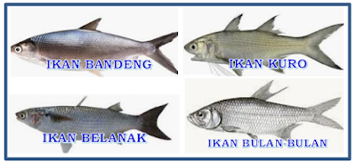 ikan pinggiran laut, nama ikan laut, ikan bandeng, ikan belanak, ikan kuro, ikan bulan-bulan, ikan tarpon