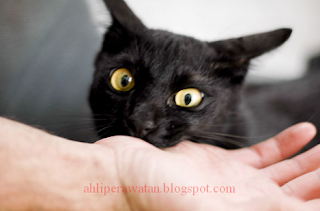 Kucing Suka Menggigit Tangan atau Kaki Catlovers?, Kenapa Kucing Suka Menggigit Disaat Kita Mengelus Mereka, 11 Tanda Kucing Mulai Menyayangi Kita!