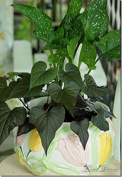 CallaLily_PotatoVine_Ipomea
