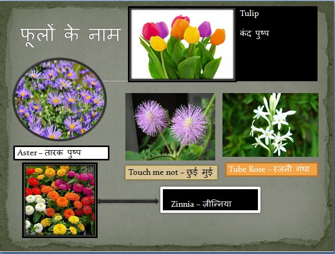 All Flowers Name in Hindi and English With Pictures