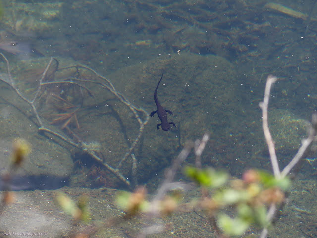 068: amphibian in water