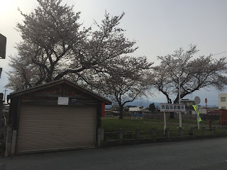 蕎麦屋の前の桜が満開になりました。(2016.04.13)