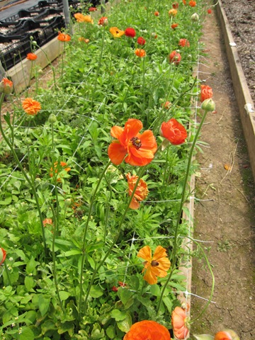 Orange Ranunculus at Farmhouse Flowers We used these in the arrangements 