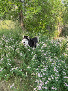 a black and white Siberian husky in the midst of chest high pink blooming clover