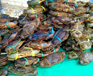 kepiting