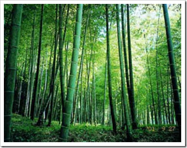 Bambu-chines3