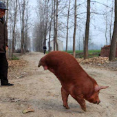10 Incredible Tales of Interspecies Nursing