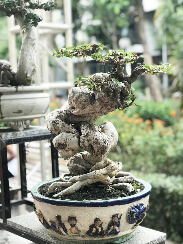 Mục sở thị vườn cây cảnh thu nhỏ có giá hàng tỷ đồng giữa lòng Thủ đô - 9