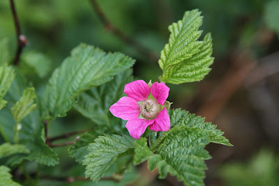 Goat Lake - Rubus spectablis 