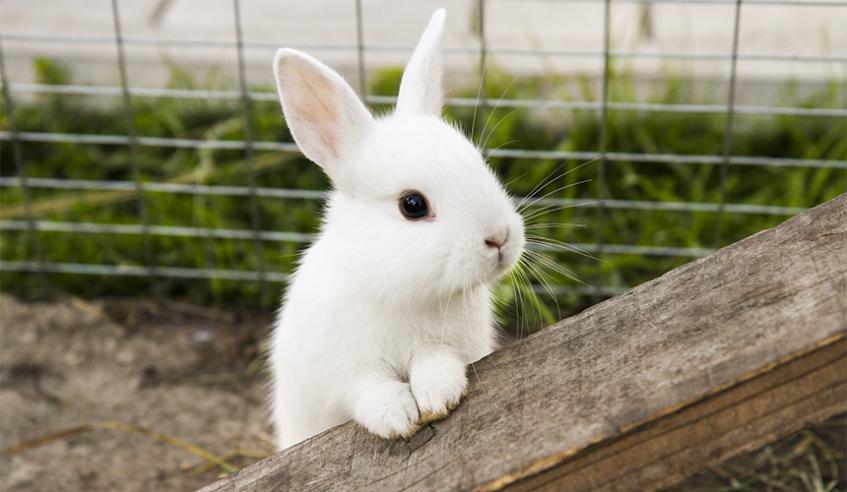 small rabbit farming in Nigeria