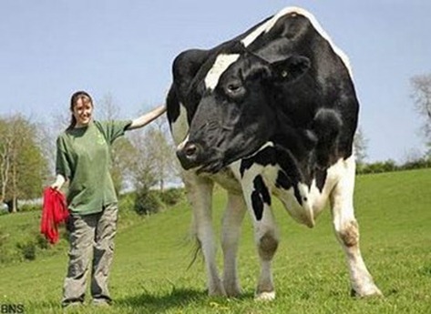 six-foot-tall-cow