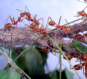 Pesananpaklong: kisah semut dalam AL-QURAN