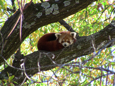 Reviewing the Red Panda - Endangered Species