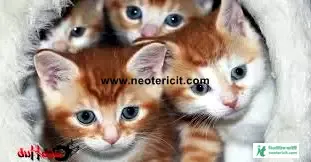 Cute Cute Cat Pictures - Cat Pictures Download 2023 - biraler pic - NeotericIT.com Image no 16