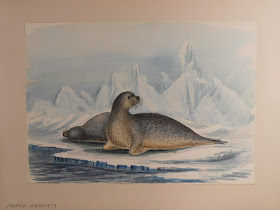 Watercolor os two seals on ice
