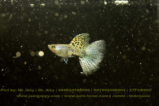 jual guppy import, jual guppy kaskus, jual guppy murah, jual guppy full red, jual guppy big ear, jual guppy jakarta, jual guppy betina, jual guppy jogja, jual guppy surabaya, jual guppy black moscow, jual guppy albino, jual guppy albino murah, jual aneka guppy, jual ikan guppy albino, jual guppy red albino, jual ikan guppy aneka, jual ikan guppy red albino, harga guppy albino, jual guppy blue grass, jual guppy blue sky, jual guppy berkualitas, jual guppy blue moscow, jual guppy bandung, jual guppy bekasi, jual guppy blue lace, jual guppy cobra, harga guppy cobra, jual ikan guppy cobra, jual ikan guppy cirebon, jual guppy di medan, jual guppy di jakarta, jual guppy dan ikan lainnya, jual guppy depok, jual guppy di jogja, harga guppy dragon, jual ikan guppy di jakarta, jual ikan guppy di bandung, jual ikan guppy depok, jual ikan guppy di batam, jual guppy endler, jual guppy full platinum, jual guppy fish, jual guppy full black, jual fancy guppy, harga guppy full red, harga guppy full black, jual ikan guppy full platinum, jual hikari fancy guppy, harga guppy fish, jual guppy grosir, jual ikan guppy blue grass, jual ikan guppy grosir, jual guppy hias, jual guppy hb pastel, jual guppy halfmoon, harga guppy hias, jual ikan guppy hias, harga jual guppy, harga hikari guppy, harga jual ikan guppy hias, harga jual guppy full red, jual guppy import 2015, jual guppy indukan, jual ikan guppy, jual ikan guppy jakarta, jual ikan guppy betina, jual ikan guppy murah, jual ikan guppy bandung, jual ikan guppy surabaya, jual guppy jambi, jual guppy jakarta timur, jual ikan guppy jawa timur, jual ikan guppy jember, jual ikan guppy di jambi, jual guppy, jual guppy kontes, jual ikan guppy kontes, jual ikan guppy kaskus, jual guppy lokal, jual guppy red lace, jual ikan guppy lampung, jual guppy medan, jual guppy mata merah, jual guppy micariff, jual guppy malang, jual ikan guppy medan, jual ikan guppy makassar, jual guppy neon, harga guppy neon, jual guppy online, jual ikan guppy online, jual guppy partai, jual guppy palembang, jual guppy platinum, jual guppy panda, jual guppy pekanbaru, jual guppy pontianak, jual pakan guppy, harga guppy platinum, jual ikan guppy pontianak, jual guppy red, jual guppy ribbon, harga guppy ribbon, harga guppy red, jual ikan guppy ribbon, jual ikan guppy super red, jual guppy super red, jual guppy swallow, jual guppy sky blue, jual ikan guppy solo, jual ikan guppy sidoarjo, jual ikan guppy strain murni, jual guppy strain, jual guppy tangerang, jual guppy tuxedo, jual tetra guppy, harga guppy tuxedo, jual ikan guppy tangerang, jual ikan guppy termahal, harga tetra guppy, jual pakan tetra guppy, harga guppy termahal, jual guppy yogyakarta, jual ikan guppy yogyakarta, jual guppy 2013, jual guppy 2012, jual ikan guppy 2013, jual ikan guppy 2014, harga guppy 2013, jual ikan guppy 2012, jual guppy import 2013, harga guppy 2010,