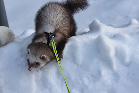fretin+ulkoilu+ferret