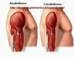 o que é Catabolizar e o que é Anabolizar?