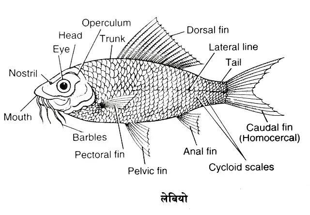 रोहू अर्थात् लेबियो (Labeo)-एक अस्थिल मीन : वर्गीकरण, लक्षण, चित्र का वर्णन|hindi