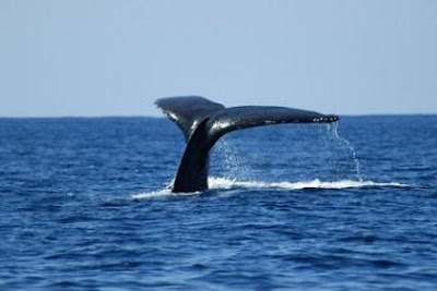 Blue Whale