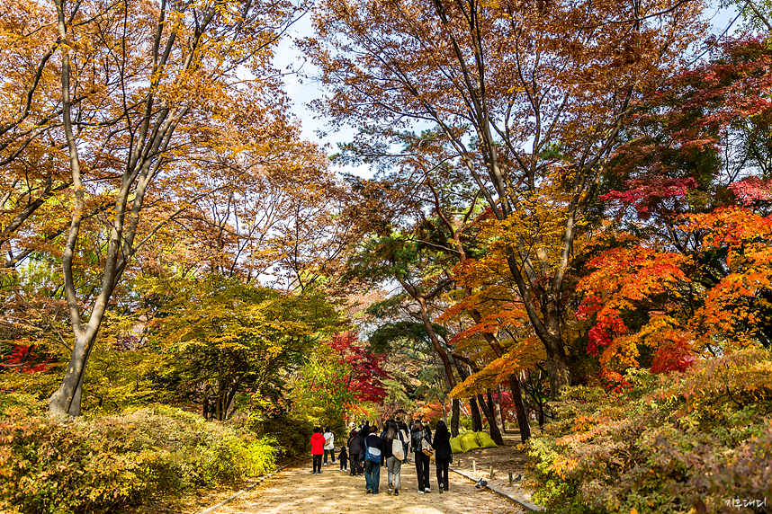 Autumn leaves of Changgyeonggung Palace