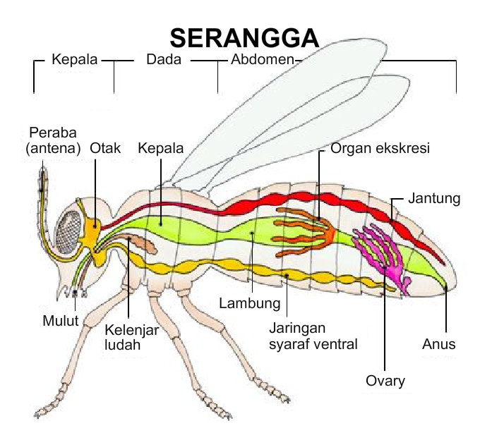 serangga.