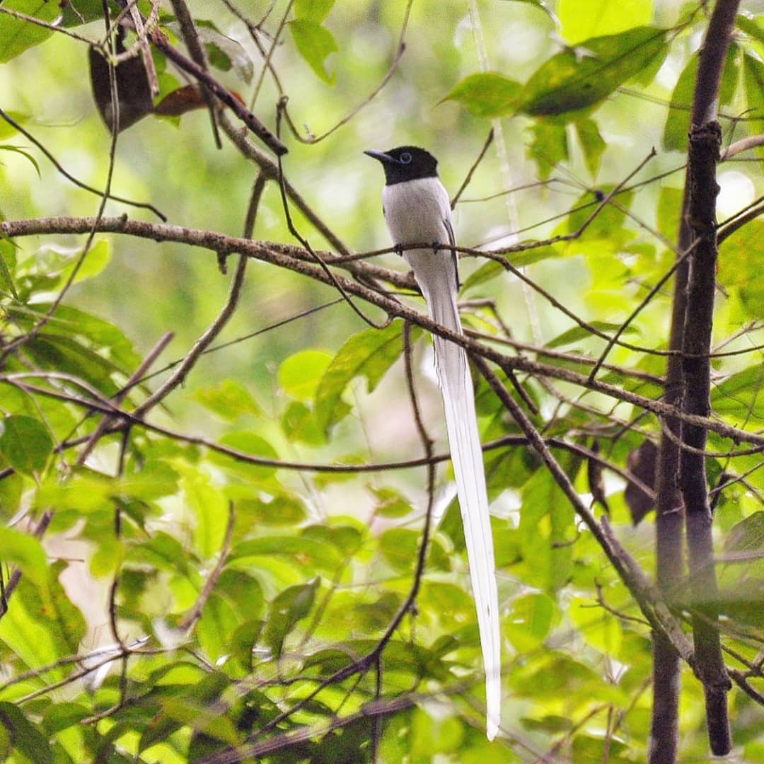 Mengenal Lebih Dekat Dan Karakteristik Burung Tali Pocong Atau Disebut Juga Burung Seriwang Asia Portalhijau Com