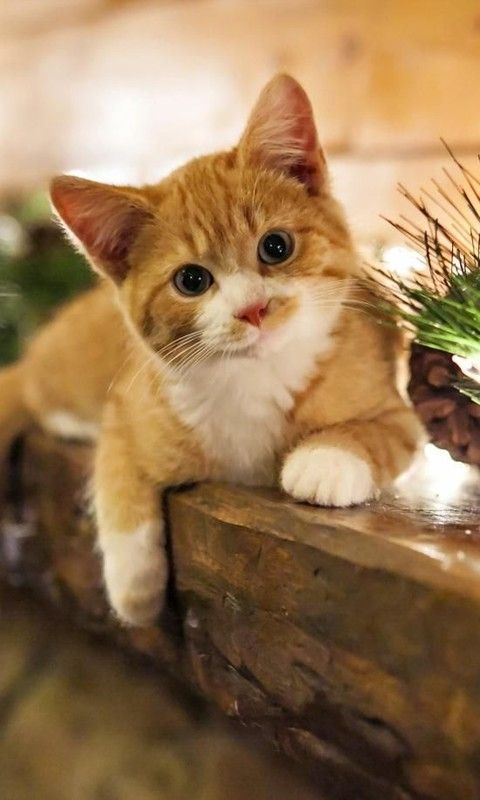 cute cat